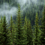 sustainable forestry